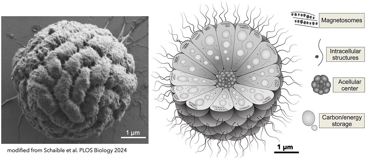 NASA Research Examines the Multicellular Behavior of Unique
